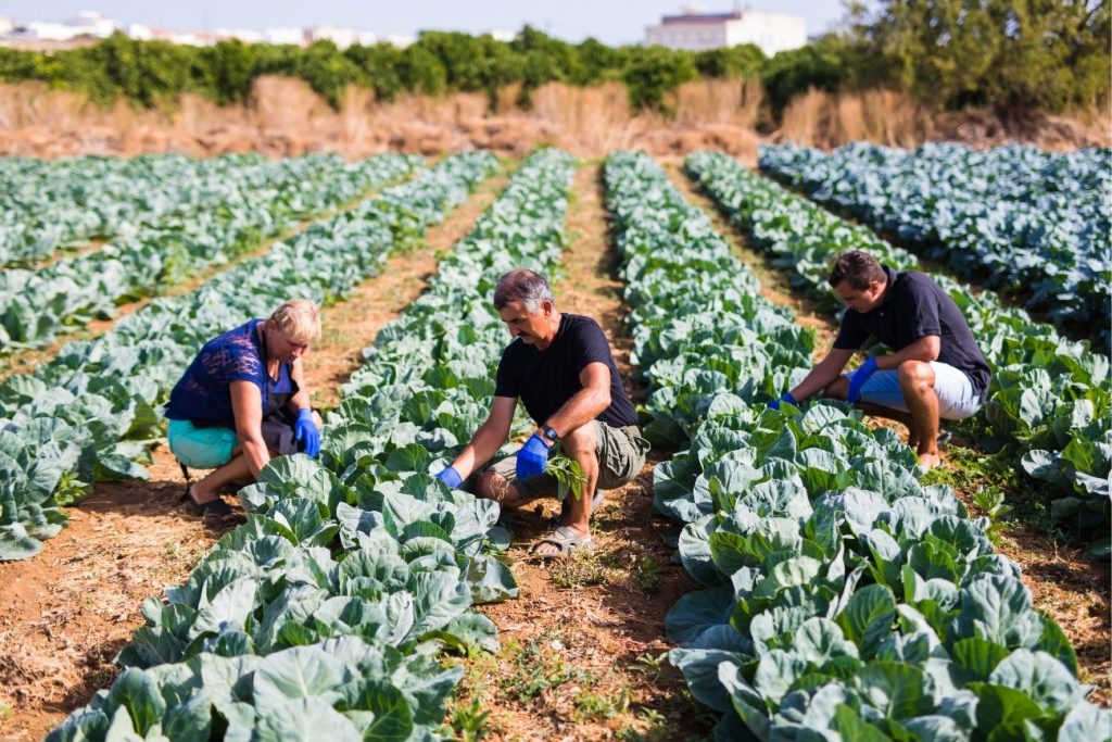 Exemplo de agricultura familiar