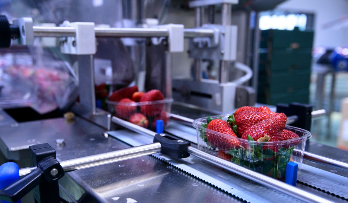 O novo padrão de exigência do consumidor: por que a estética das frutas e legumes define o seu lucro? 1 Padrão para estética de frutas e legumes