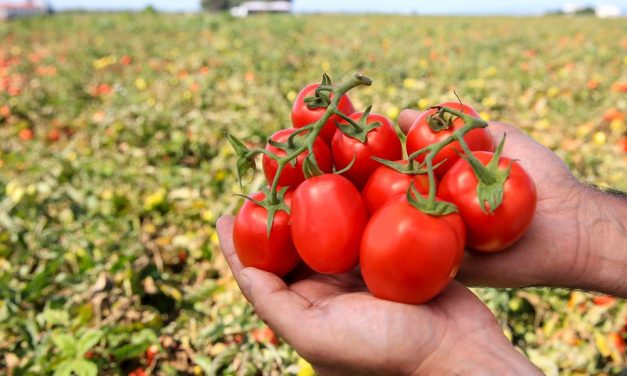 Da colheita ao beneficiamento de frutas: entenda cada etapa!