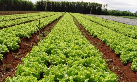 Entenda como as máquinas de controle de alimentos são essenciais para a qualidade de frutas e hortaliças