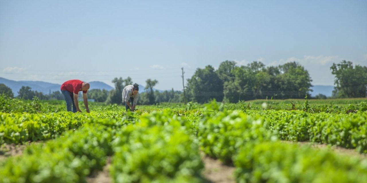 A importância da agricultura familiar para a economia brasileira