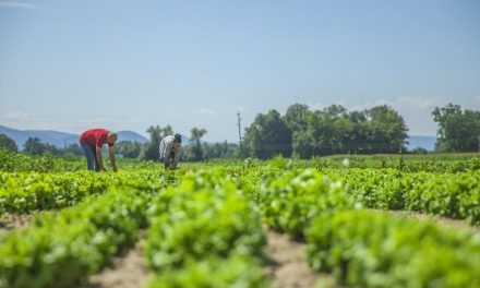 A importância da agricultura familiar para a economia brasileira