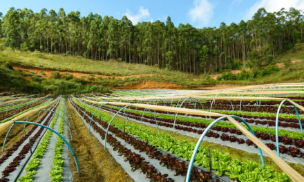 Melhores máquinas de automação de alimentos para pequenos e médios produtores