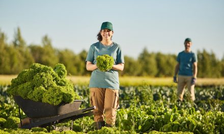 5 dicas para iniciar uma plantação comercial de sucesso!