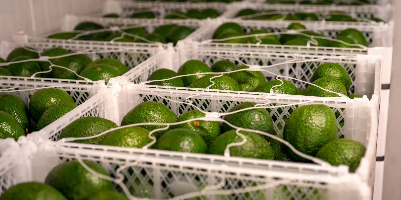 Lavadora de caixas: como garantir a higiene de alimentos na agricultura?