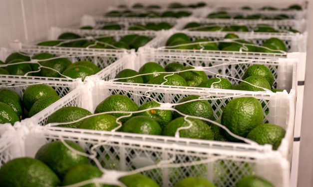 Lavadora de caixas: como garantir a higiene de alimentos na agricultura?