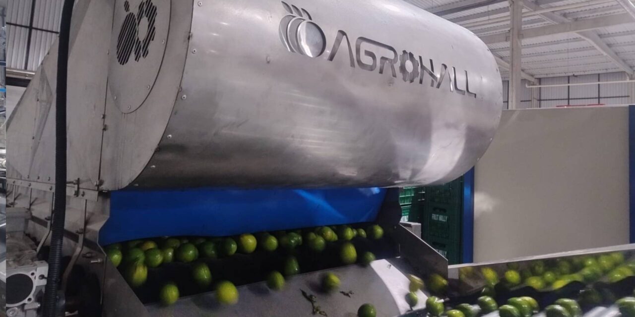 Do campo ao contêiner: as etapas essenciais do beneficiamento de limão para exportação