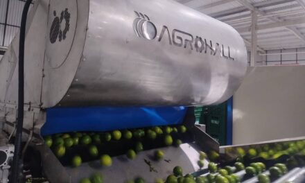 Do campo ao contêiner: as etapas essenciais do beneficiamento de limão para exportação