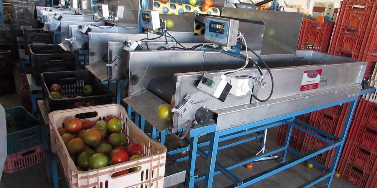 Máquinas para beneficiamento de frutas e hortaliças: conheça os modelos mecânico e elétrico