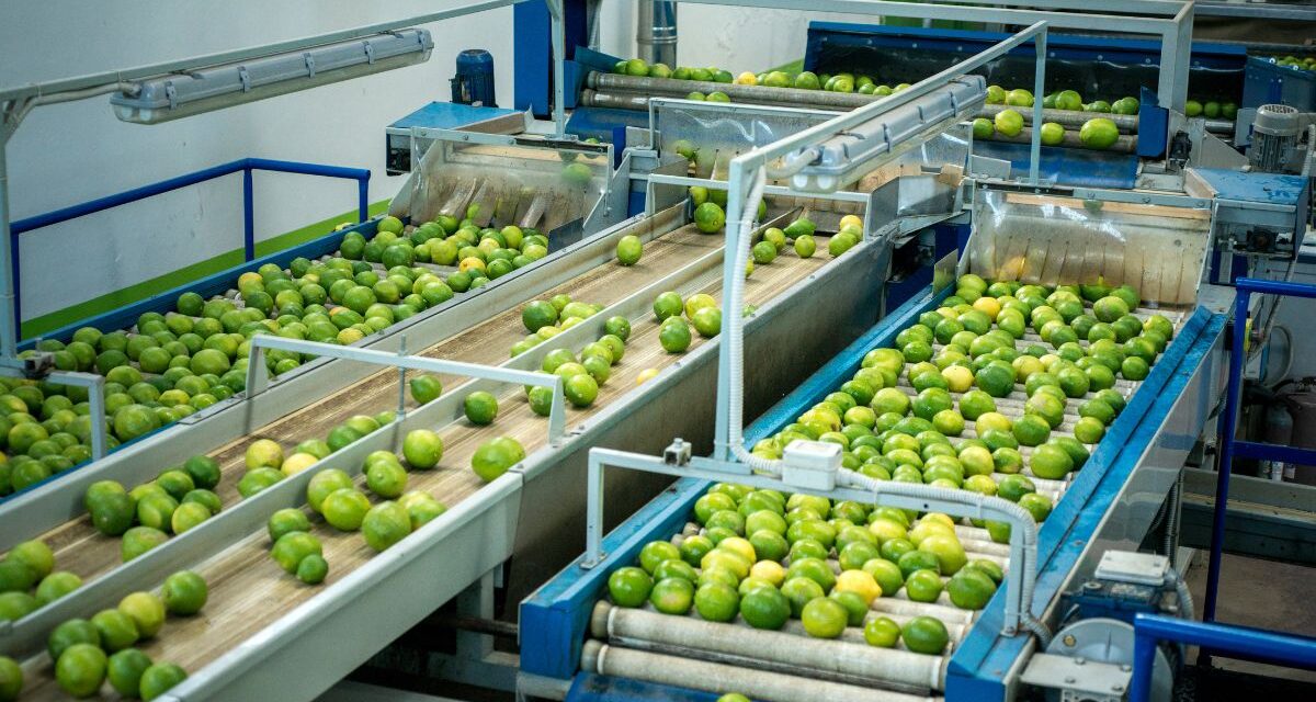 Do manual ao automático: como identificar o momento certo de profissionalizar sua pós-colheita?