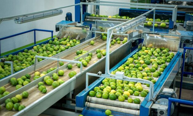 Do manual ao automático: como identificar o momento certo de profissionalizar sua pós-colheita?