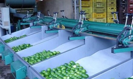 Máquina de beneficiar limão: como atingir o padrão de qualidade para exportação
