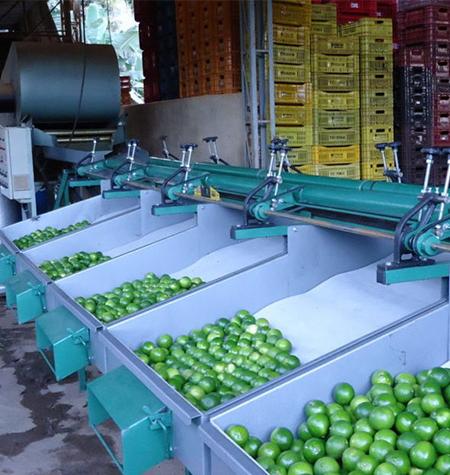 Máquina de beneficiar limão: como atingir o padrão de qualidade para exportação
